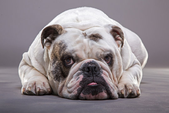 Bulldog inglese primo piano frontale