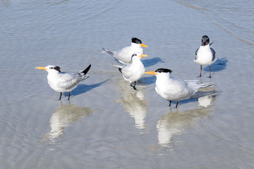 Royal Terns and Laughing Gull Hanging Out on a Beach