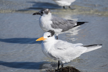 Royal Tern on a Beach