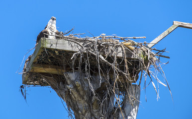 Adult and Baby Osprey in the Nest