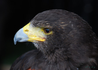 point beak