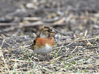 Brambling (Fringilla montifringilla)