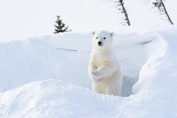 Polar bear  cub coming out den and standing up looking around.