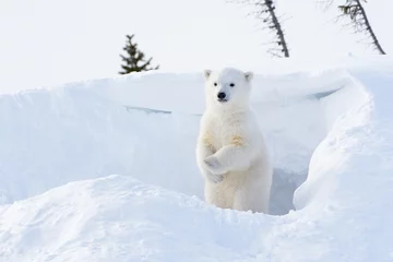 Selbstklebende Fototapete Eisbär Eisbärjunges, das aus der Höhle kommt und aufsteht und sich umschaut.