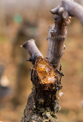 vigne en pleurs