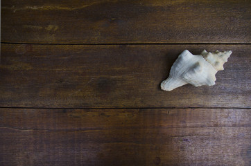 shell on wood table