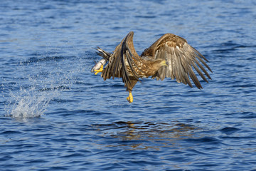 White-tailed eagle catching fish in Norwegian bay.