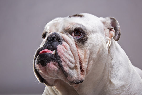 Bulldog in primo piano