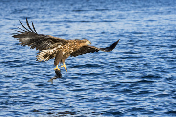 White-tailed eagle catching fish in Norwegian bay.