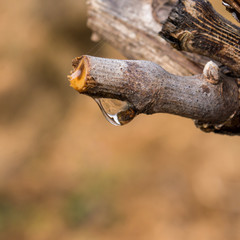 vigne en pleurs