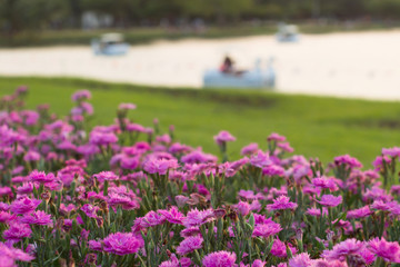 beautiful flowers near a lake