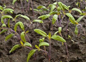 Seedlings of tomatoes.