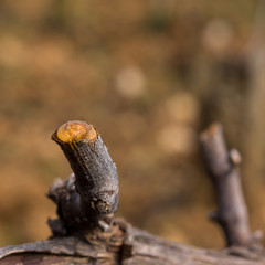 vigne en pleurs
