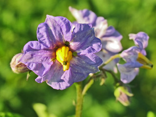 Potato blossom