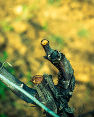 vigne en pleurs