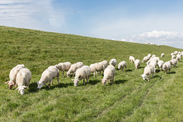 Fototapeta premium Flock of sheep grazing along a Dutch dike