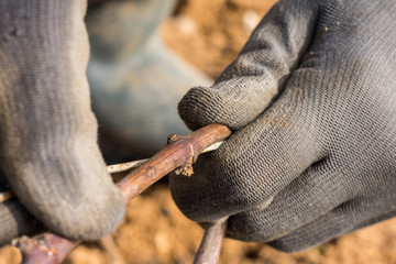 plier et attacher les baguettes