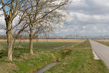 Dutch farmland with bare trees in spring