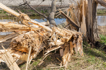 Dutch farmland with blown down tree after heavy spring storm