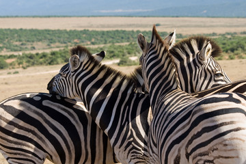 Fototapeta na wymiar Mountain zebra, South Africa
