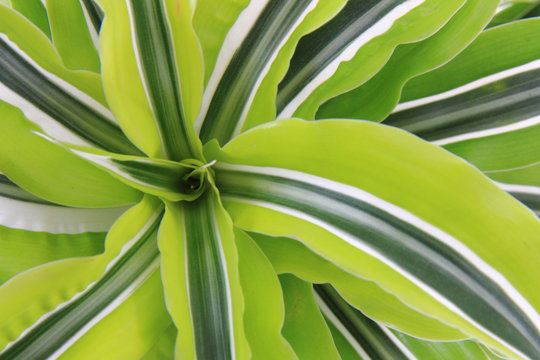 Dracaena Plat