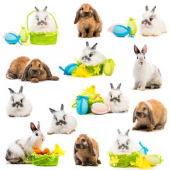 rabbits and  Easter eggs in a basket