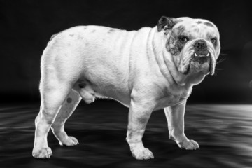 Bulldog maschio in posa su sfondo nero