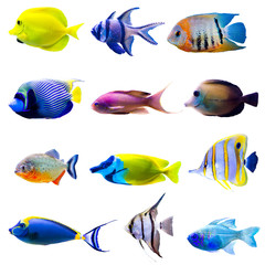 Tropical fish collection - obrazy, fototapety, plakaty