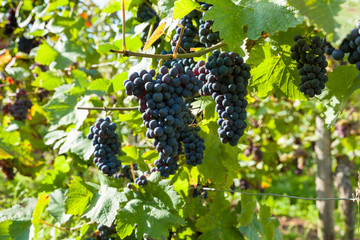 Weinstock, Rebe und Traube