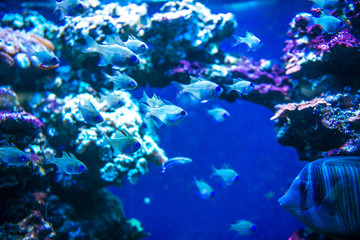 Fototapeta na wymiar Colorful fish in aquarium