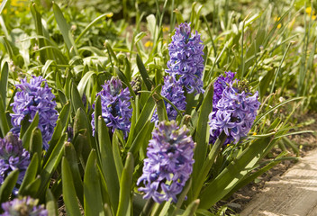 Blue hyacinth