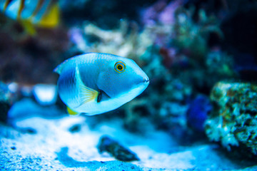 Fototapeta na wymiar Colorful fish in aquarium