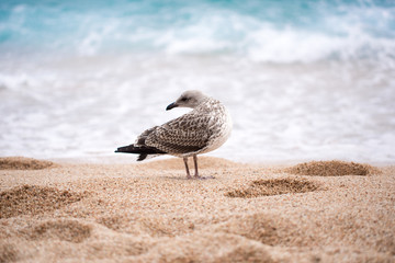 Beautiful Seagull on the beach