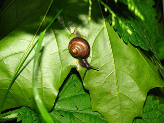 улитка на кленовом листе