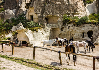 Horses, Cappadocia, Turkey