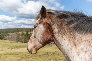 profil de cheval © Olympixel