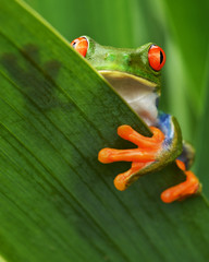 Fototapeta premium Rotaugenlaubfrosch