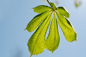 the chestnut leaf against the sky
