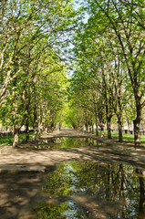 beautiful trees reflected in a puddle