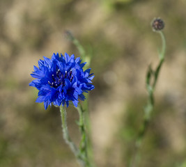 fleur bleue