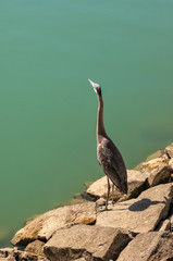 Great Blue Heron