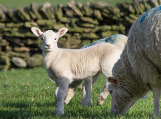 Obraz na płótnie Canvas Cute Spring Lambs, West Yorkshire