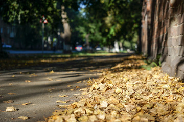 Fototapeta na wymiar Yellow leaves on the sidewalks
