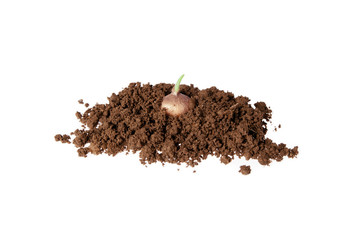 Hyacinth bulbs spring flowers growing from ground