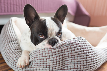 Adorable french bulldog on the lair