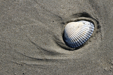 Conchiglia su sabbia