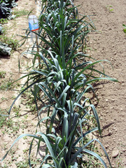 Array of onion plants