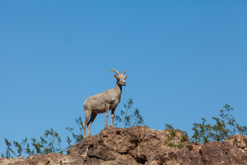 Desert Bighorn Sheep