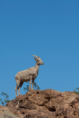 Desert Bighorn Sheep