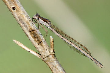 Sympecma fusca, female